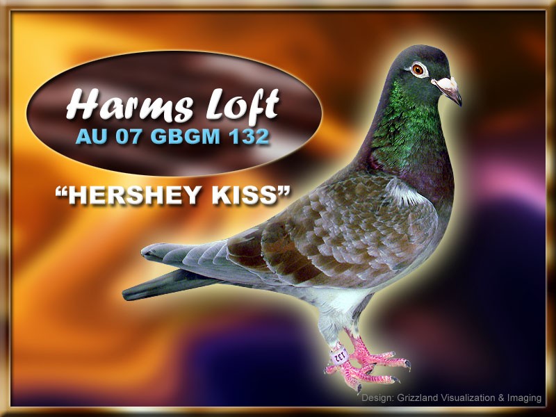 Racing_Pigeons_GayFox_Harms_AU07GBGM132.jpg