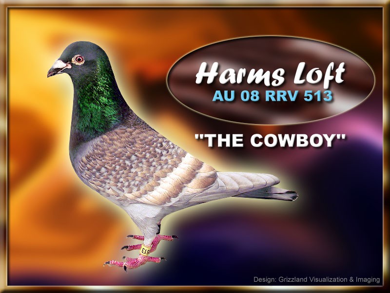 Racing_Pigeons_GayFox_Harms_AU08RRV513.jpg
