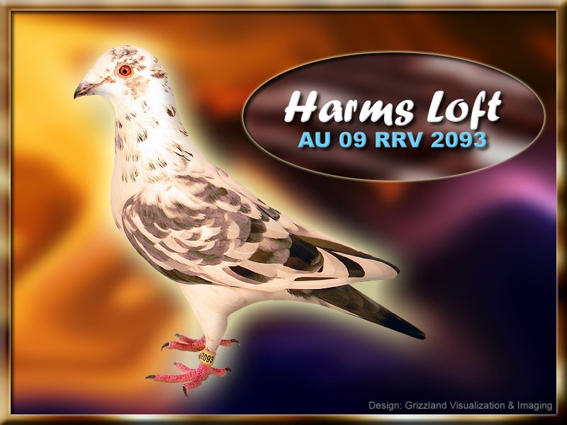 images/Racing_Pigeons_GayFox_Harms_AU09RRV2093.jpg