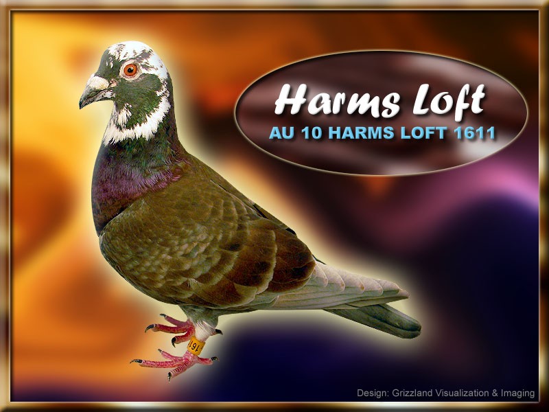 Racing_Pigeons_GayFox_Harms_AU10HL1611.jpg